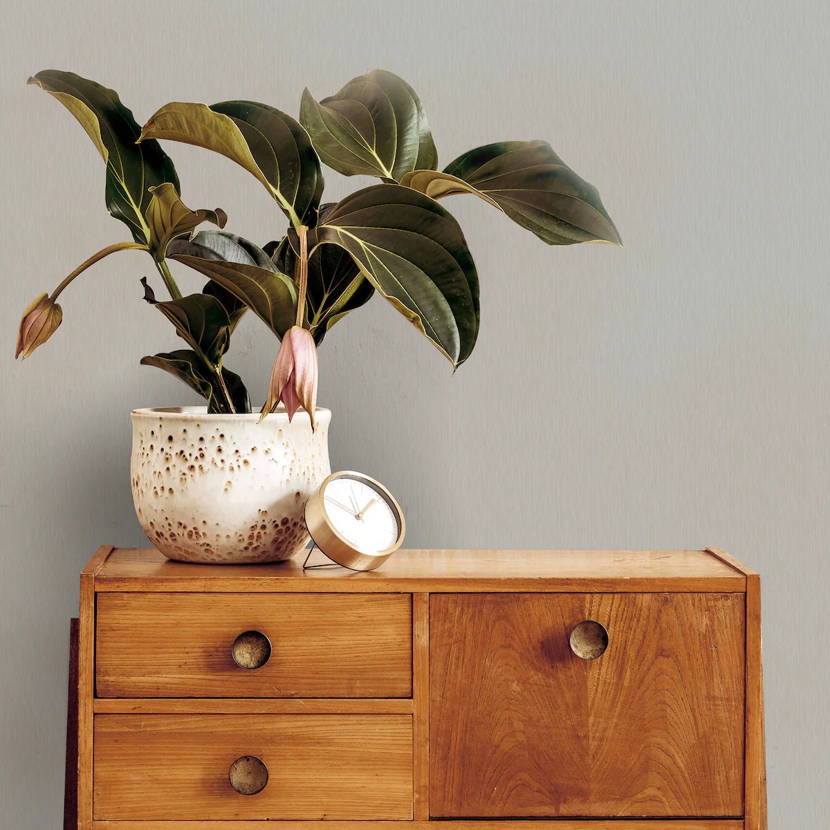 Aaron Sage Green Wallpaper - Shopping4Africa