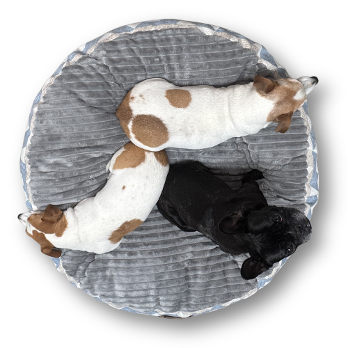 Snugga Poof no Hood Dog Bed - Medium 70 X 70 X 10cm