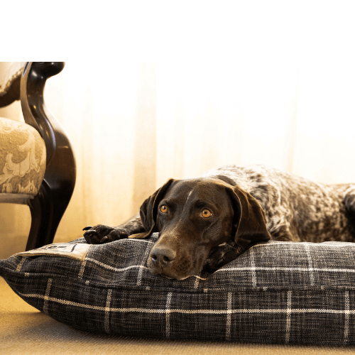 Canine Cloud - Indoor Napper (100x100cm) Dog Bed - Shopping4Africa