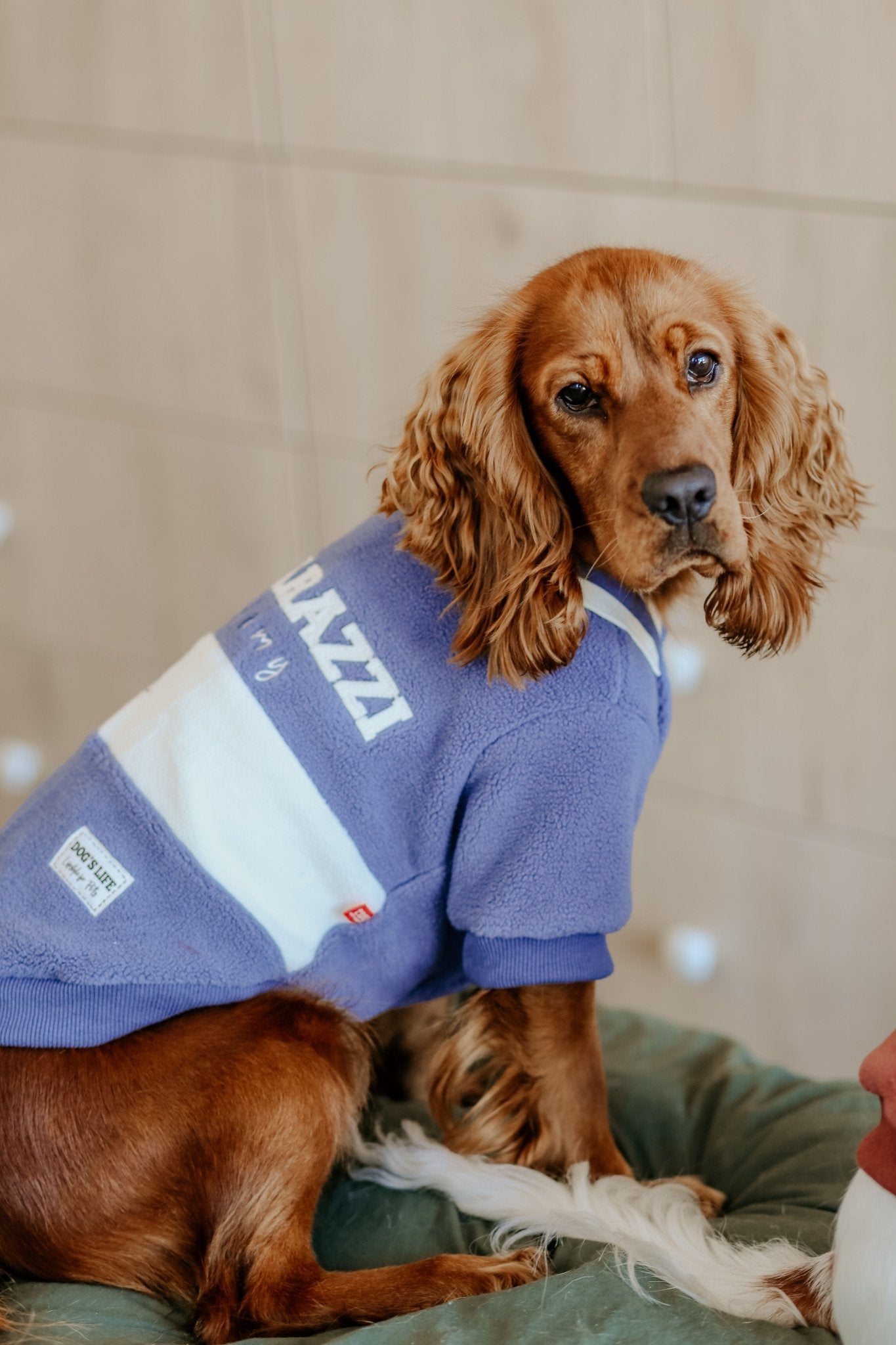 Dog's Life Pup - Arazzi Academy Sweatshirt Blue - Shopping4Africa