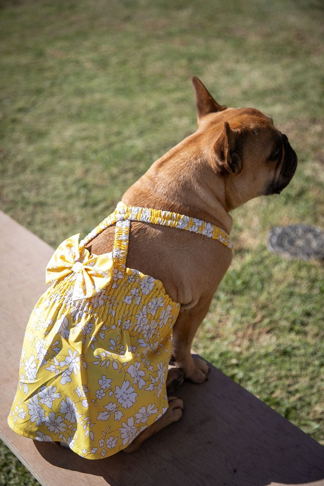 Dog's Life Summer Bow Dress Yellow - Shopping4Africa
