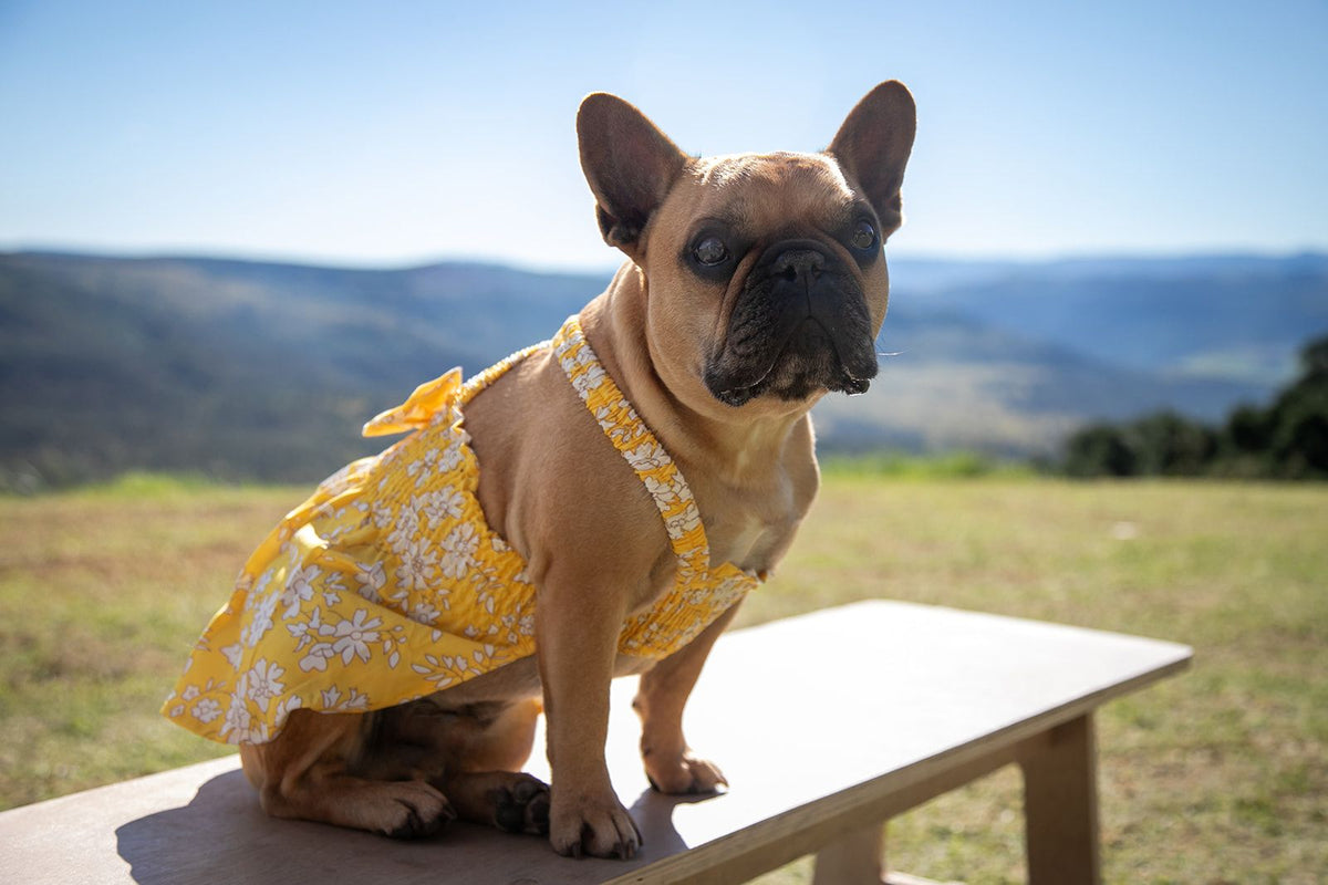 Dog's Life Summer Bow Dress Yellow - Shopping4Africa