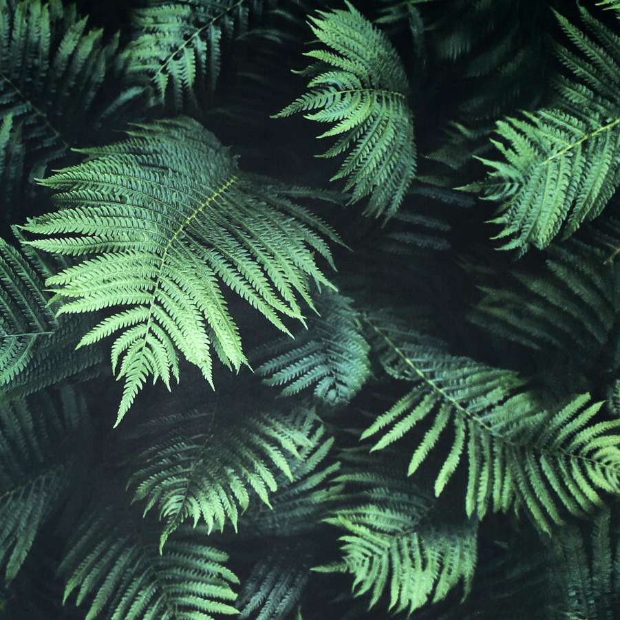 Fern Wall Green Wallpaper - Shopping4Africa