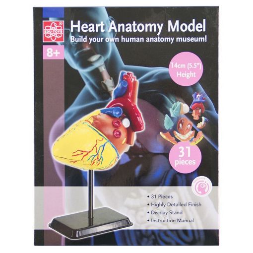 Heart Anatomy Model (31pcs) - Shopping4Africa