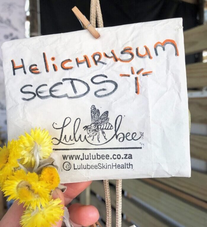 Helichrysum Seed - Pack - Shopping4Africa