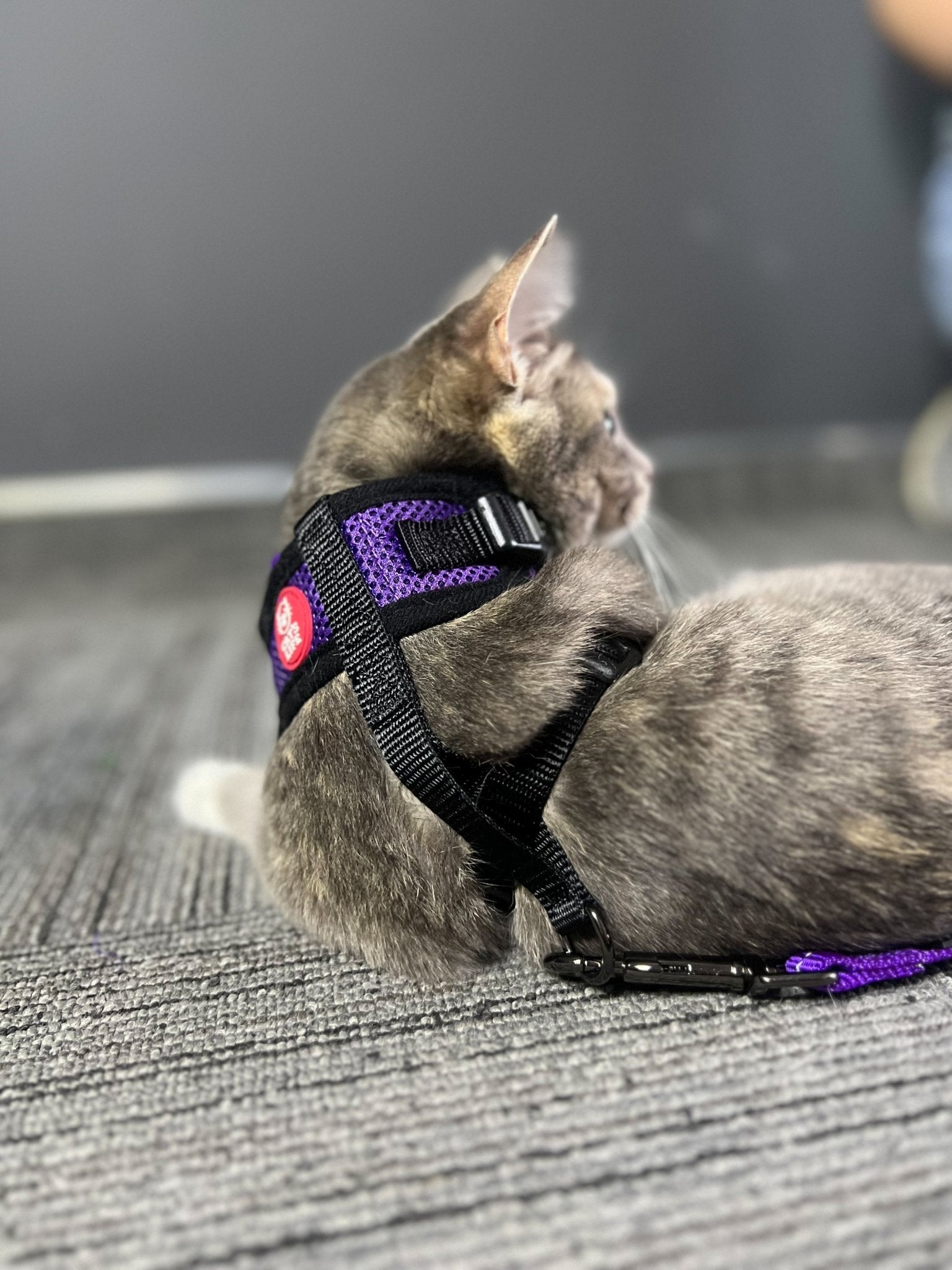 Mini Soft Harness for Cats with Velcro & Leash - Choose Colour/Size - Shopping4Africa