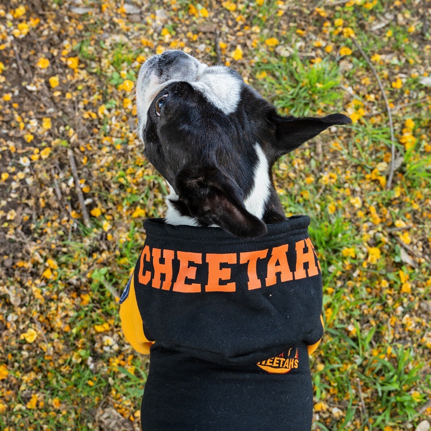 Official Cheetahs Rugby Hoodie - Shopping4Africa