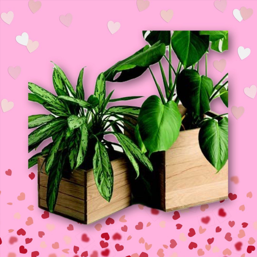 Plant Box Medium and Large - Shopping4Africa