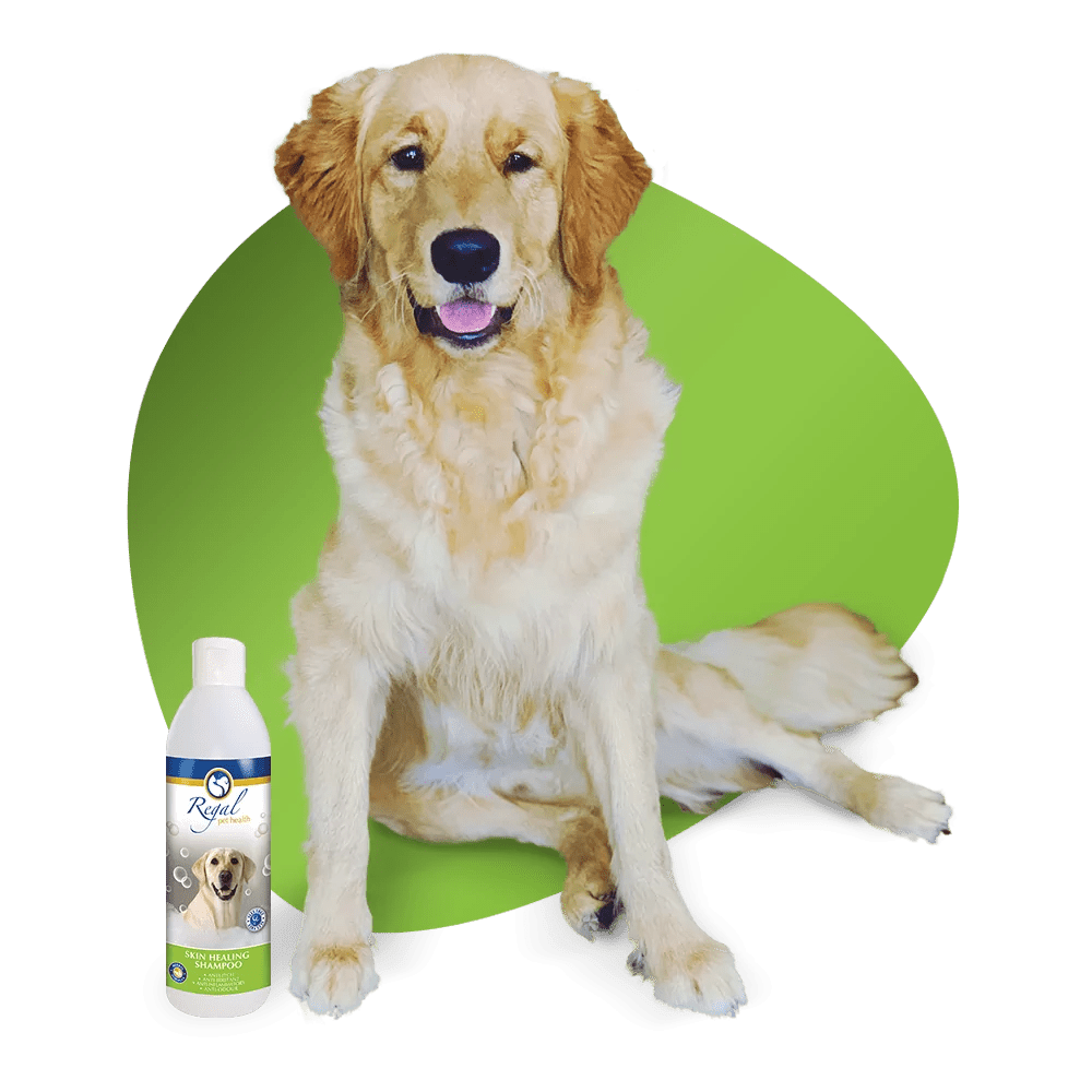 Regal Pet Skin Healing Shampoo 250ml - Shopping4Africa