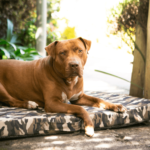 The Wild Napper Outdoor Dog Bed - Shopping4Africa