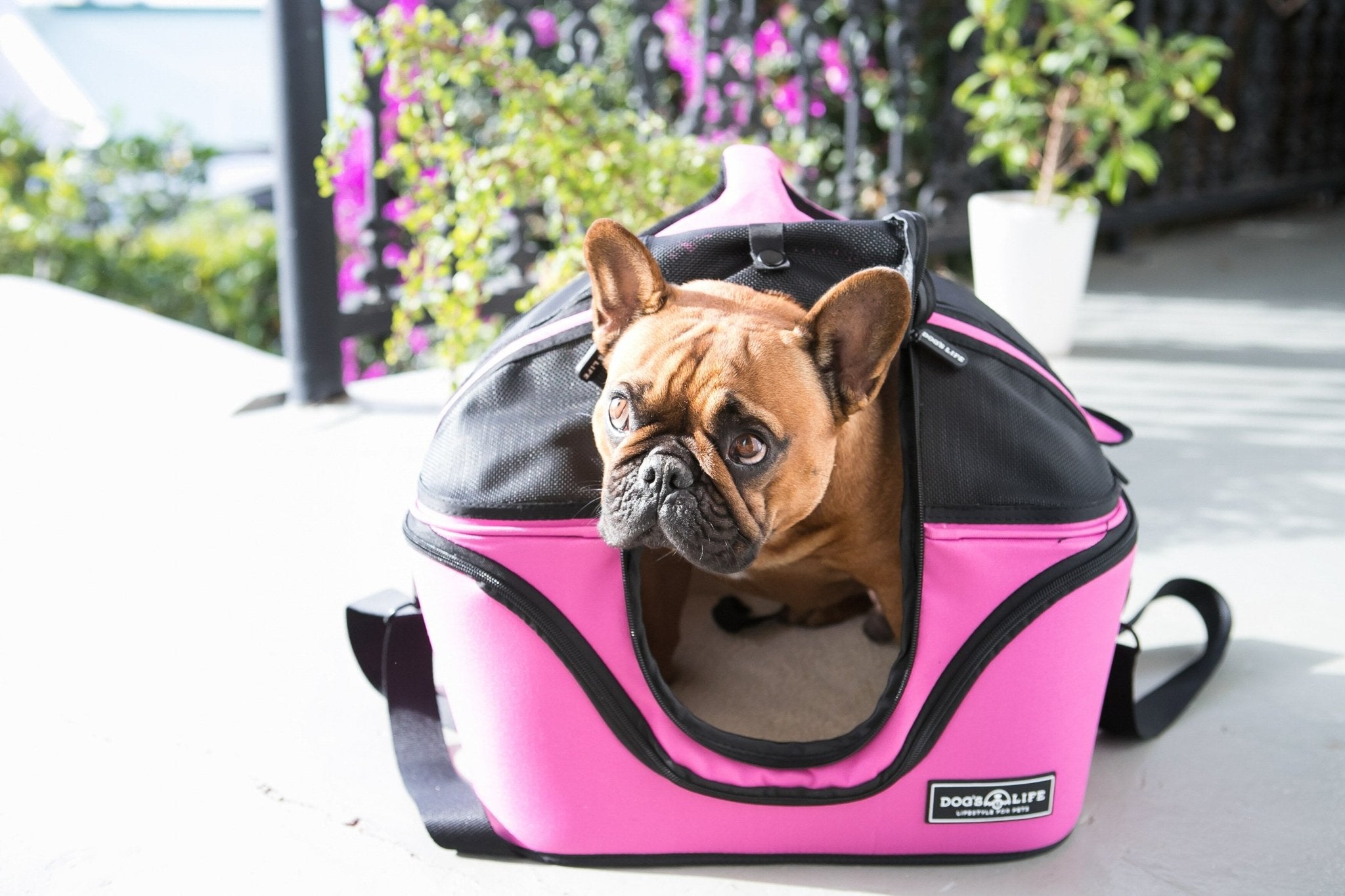 Tough-Shell Travel Pet Carrier Cerise - Shopping4Africa