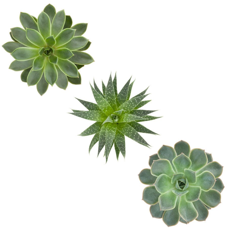 Trio of Succulents in green - Vinyl wall stickers - Shopping4Africa