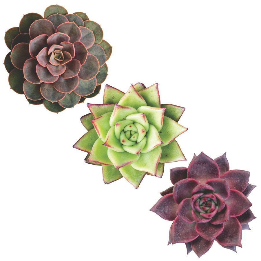 Trio of Succulents in red hues - Vinyl wall stickers - Shopping4Africa