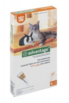 ADVANTAGE CAT SML (ORANGE) - Shopping4Africa