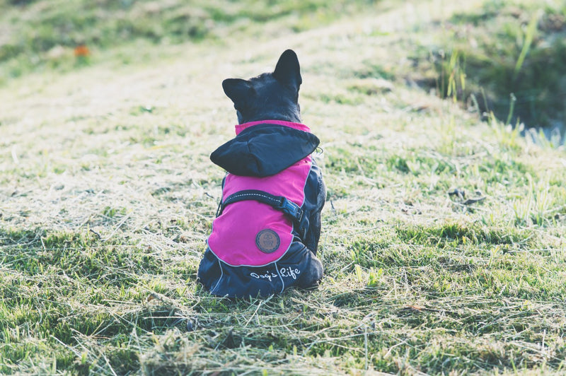 Dog's Life Reflecta Windbreaker Pink - Shopping4Africa