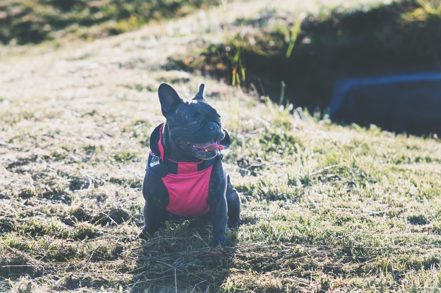 Dog's Life Reflecta Windbreaker Pink - Shopping4Africa