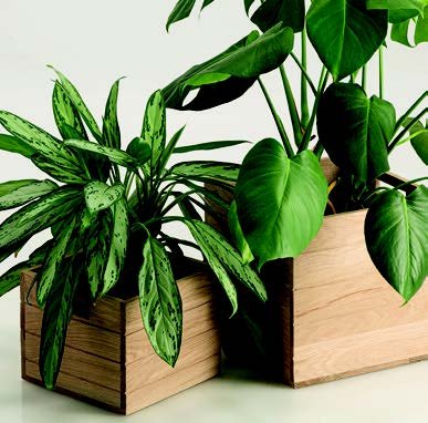 Plant Box Medium - Shopping4Africa
