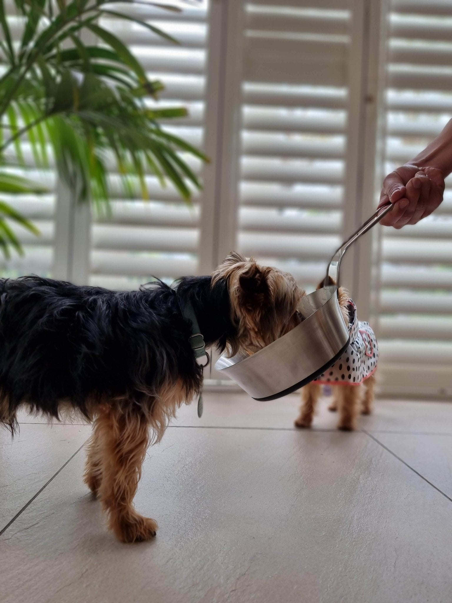 Stainless Steel Pet Bowl Handle Black Sizes S-XL NEW! - Shopping4Africa